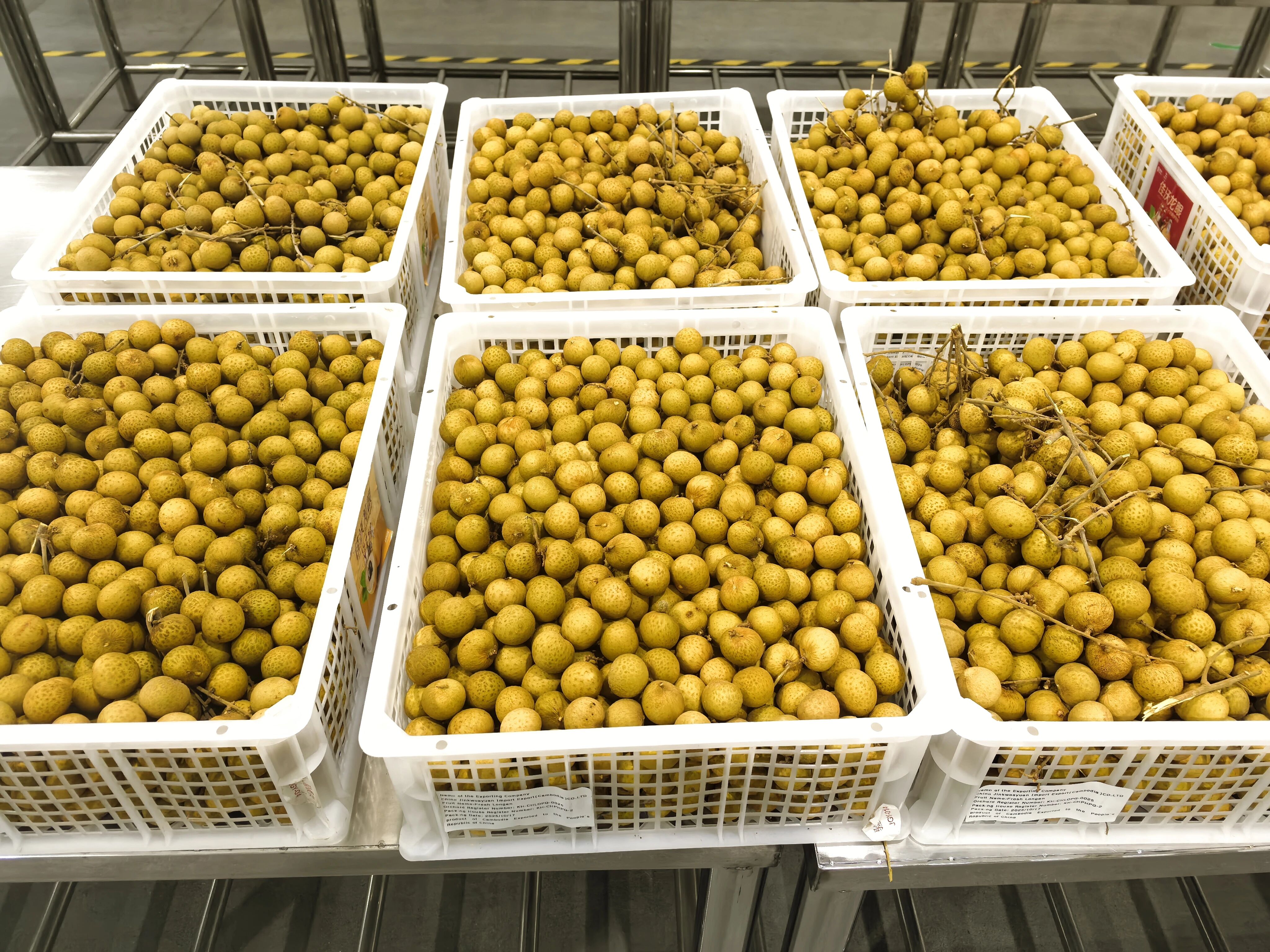 4天鲜达！首批柬埔寨龙眼抵达东莞港