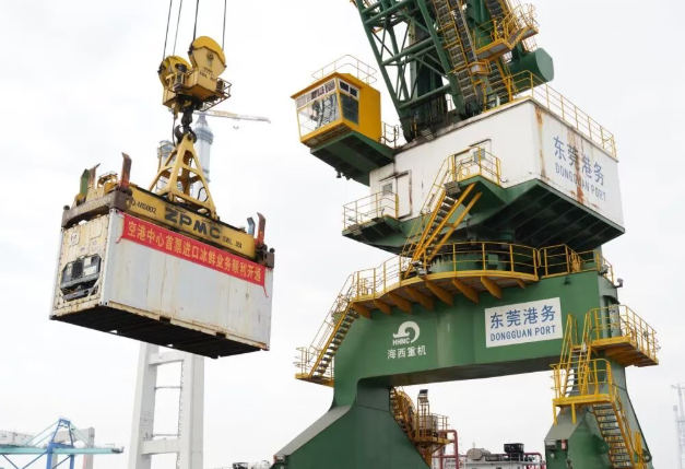 金枪鱼鲜达东莞港！空港中心首票冰鲜水产品顺利通关，进境冰鲜水产品指定监管场地正式投用！